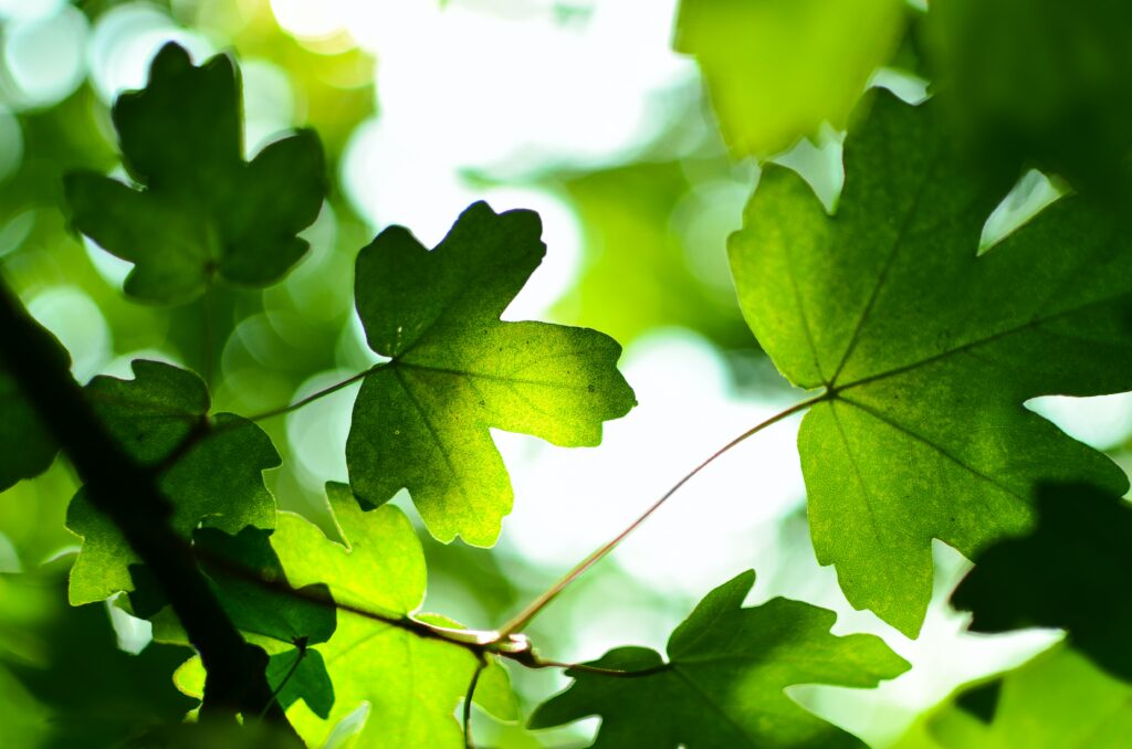 Feuilles d'arbres illustrant les valeurs Nuxly et ses engagements RSE.